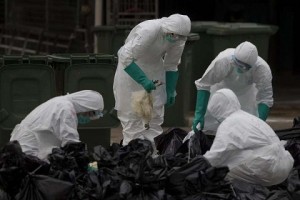Nhân viên y tế mặc quần áo bảo hộ màu trắng tiêu hủy 4.500 gia cầm
